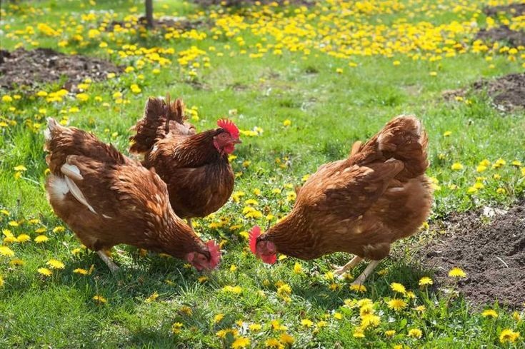Why Free-Range Eggs are Healthier than Regular Eggs